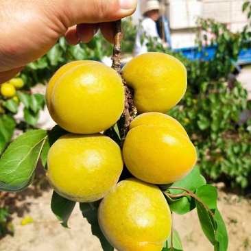 大量供应罐头厂金太阳杏