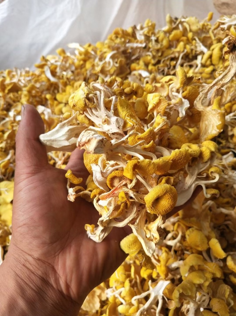 鸡油菌云南特产榆黄磨菇黄金菇磨菇干货批发产地直批