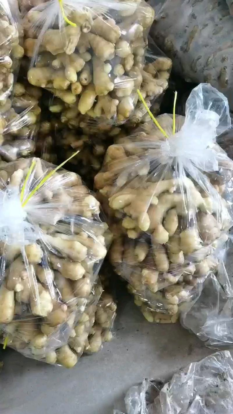 大黄姜生姜山东地头直发自产自销可视频看货欢迎咨询