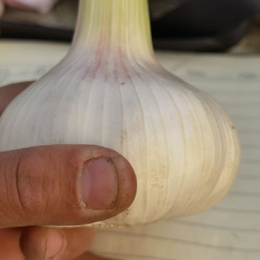 代收购大蒜