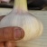 代收购大蒜