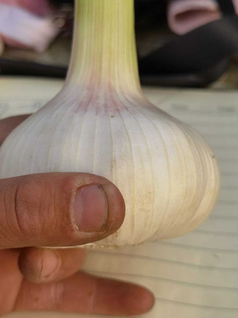 代收购大蒜