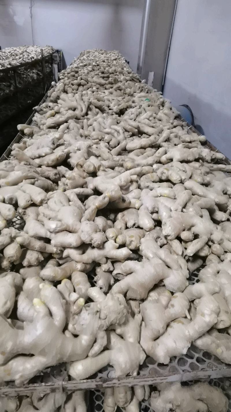 大黄姜生姜山东地头直发自产自销可视频看货欢迎咨询