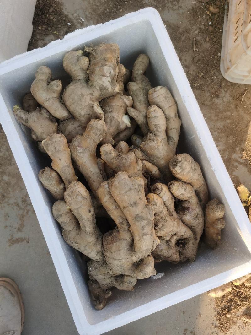 大黄姜生姜山东地头直发自产自销可视频看货欢迎咨询