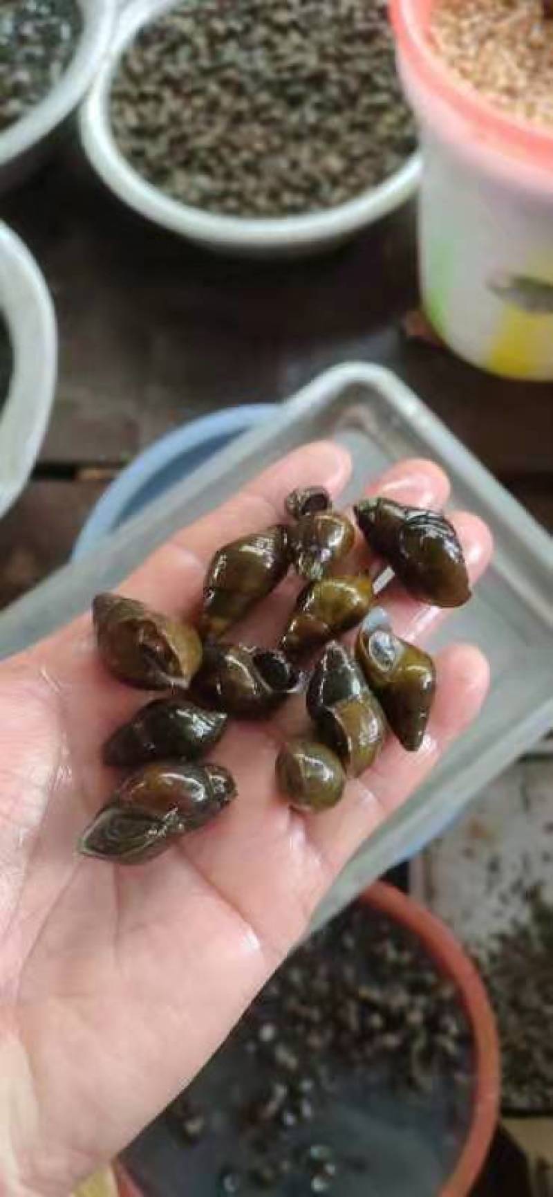 坑螺坑螺坑螺坑螺坑螺