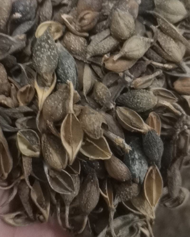连翘水煮货青翘黄翘连量大从优一手货源
