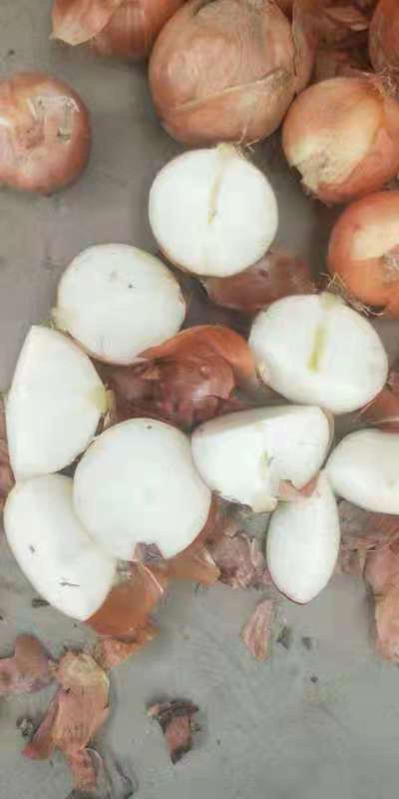 黄皮洋葱，精品供应，80以上，5到8，精品供应，欢迎采购