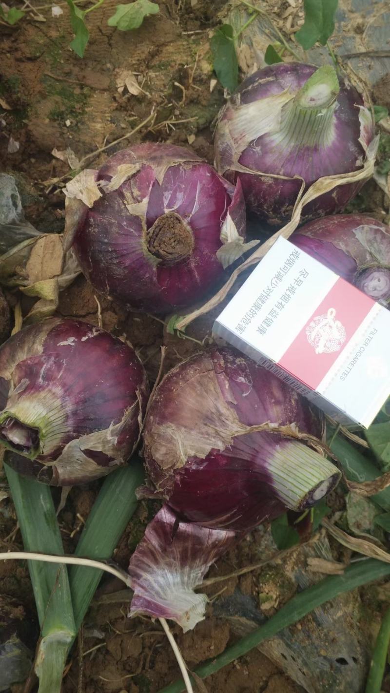 黄皮洋葱，精品供应，80以上，5到8，精品供应，欢迎采购