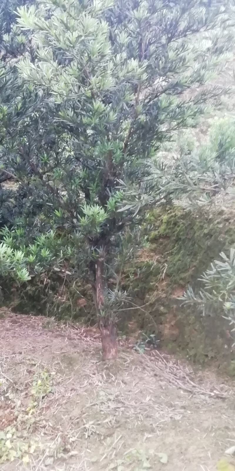 罗汉松