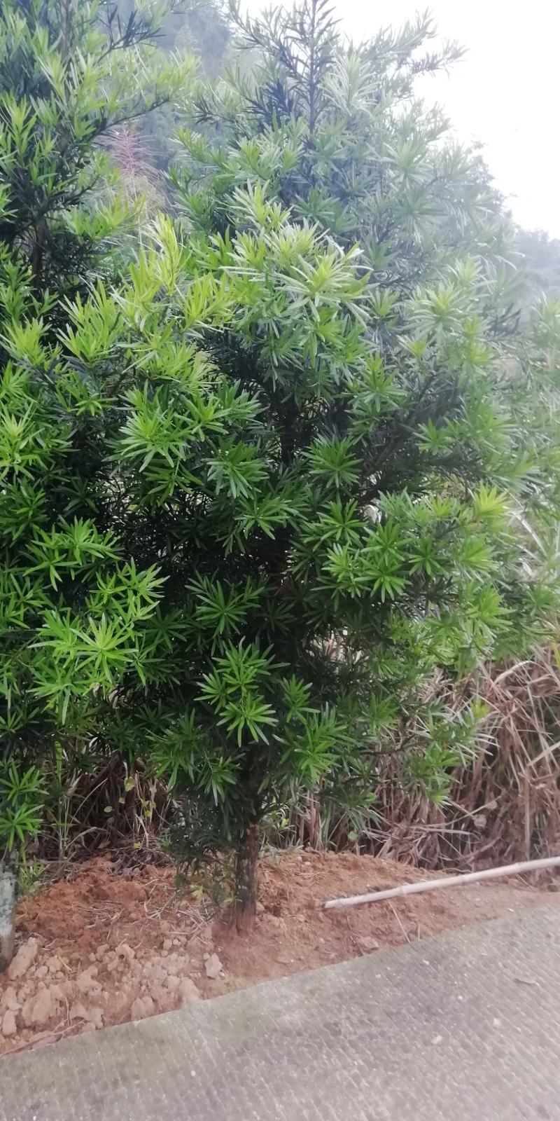 罗汉松