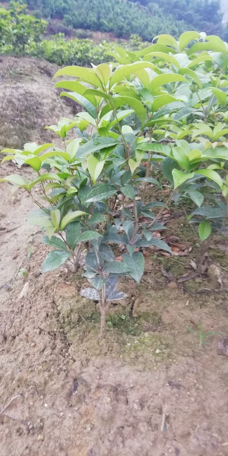 茶花