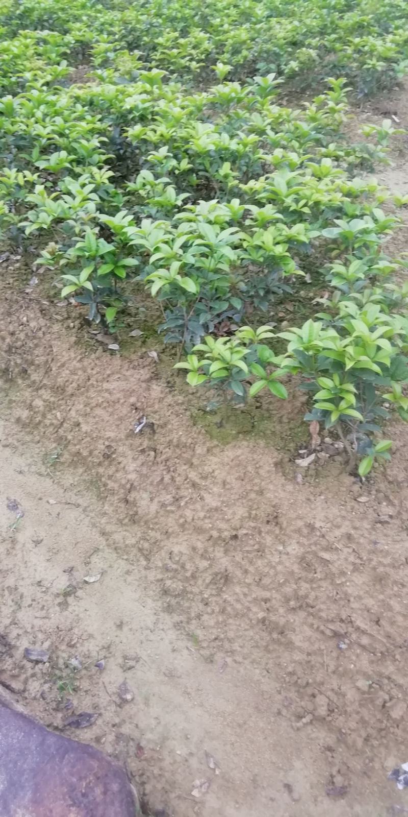 茶花