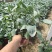 优质大丽花新上市，大丽花工程苗价格，大丽花基地大量供应