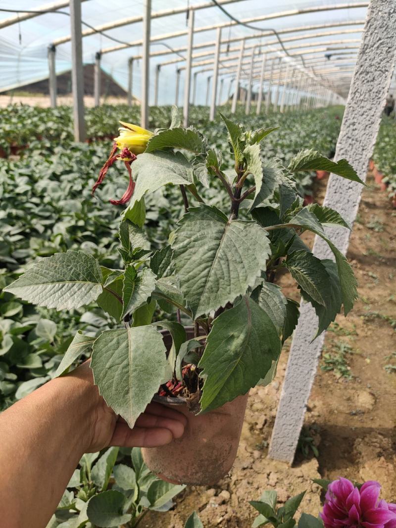 优质大丽花新上市，大丽花工程苗价格，大丽花基地大量供应