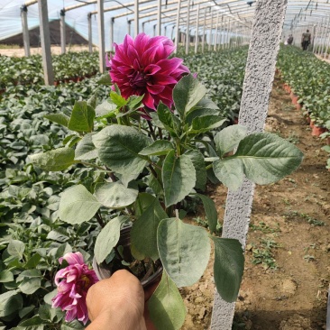 优质大丽花新上市，大丽花工程苗价格，大丽花基地大量供应