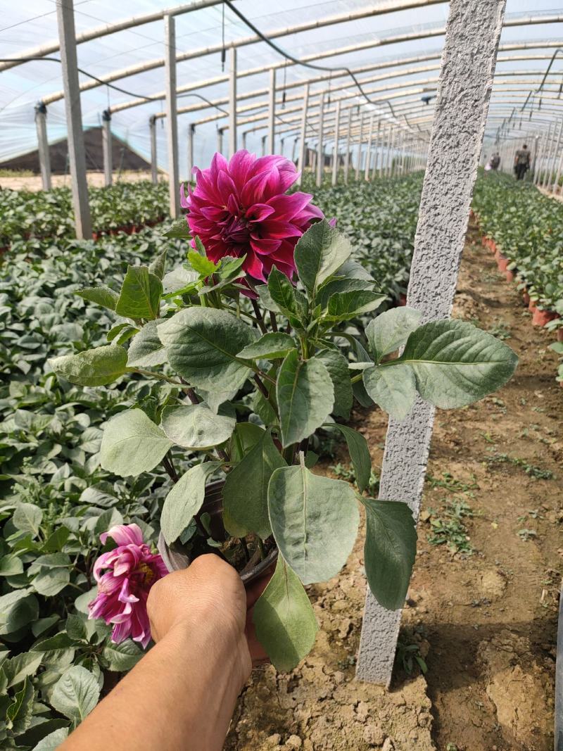 优质大丽花新上市，大丽花工程苗价格，大丽花基地大量供应