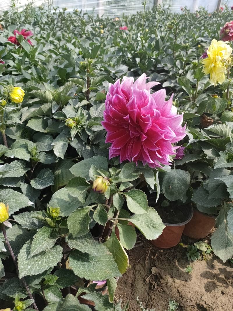 优质大丽花新上市，大丽花工程苗价格，大丽花基地大量供应