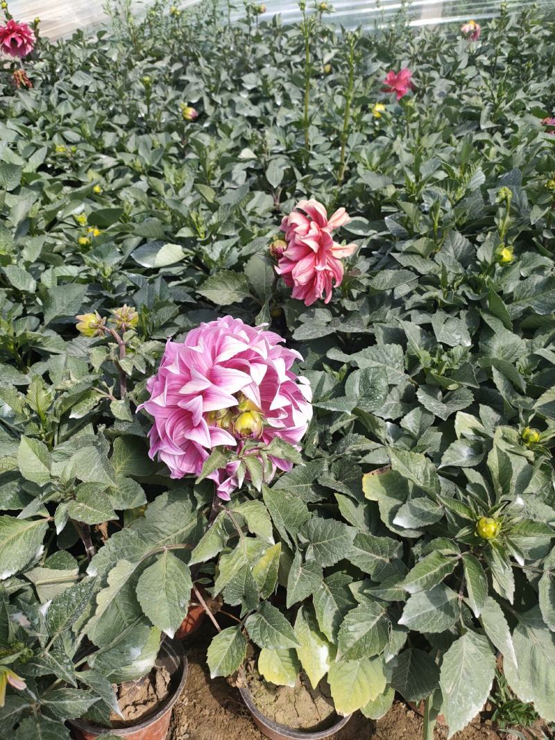 优质大丽花新上市，大丽花工程苗价格，大丽花基地大量供应