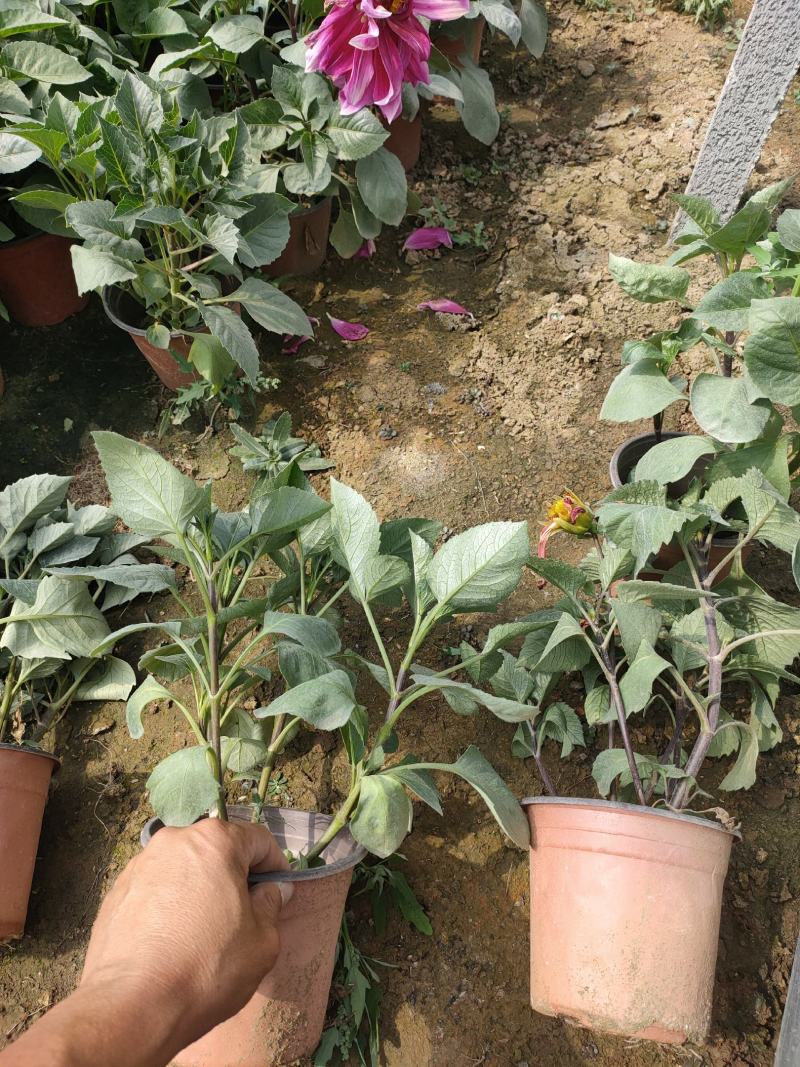 优质大丽花新上市，大丽花工程苗价格，大丽花基地大量供应