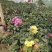 优质大丽花新上市，大丽花工程苗价格，大丽花基地大量供应