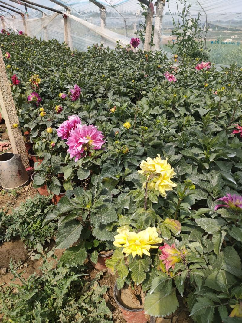 优质大丽花新上市，大丽花工程苗价格，大丽花基地大量供应