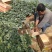 优质大丽花新上市，大丽花工程苗价格，大丽花基地大量供应