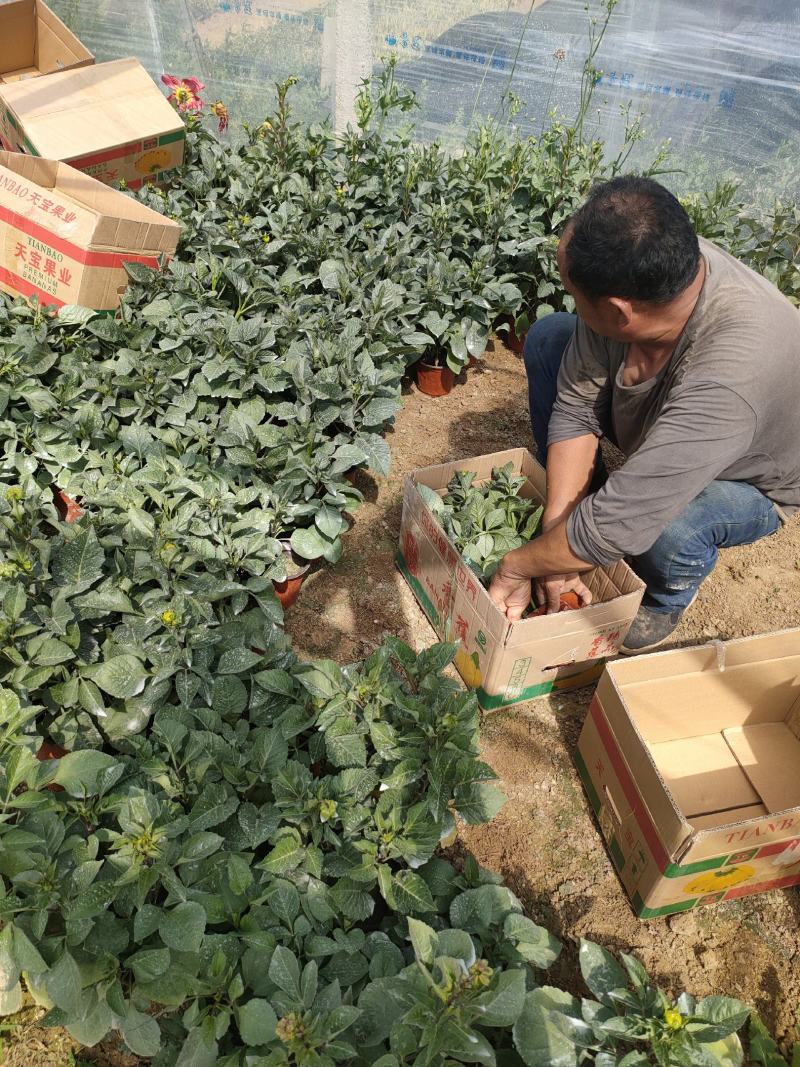 优质大丽花新上市，大丽花工程苗价格，大丽花基地大量供应