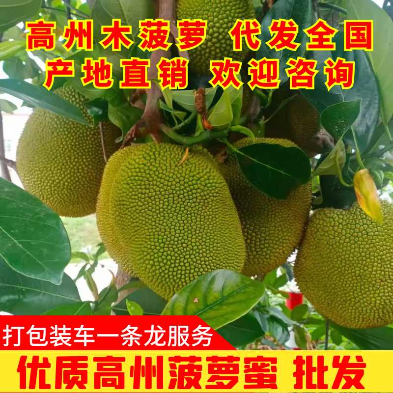 菠萝蜜开始上市量大从优规格10～15斤口感非常好