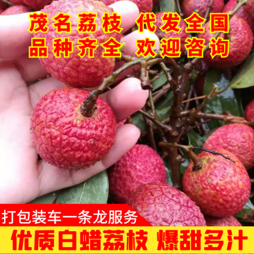 高州白蜡荔枝产地直销量大价优现摘现发(包上车)