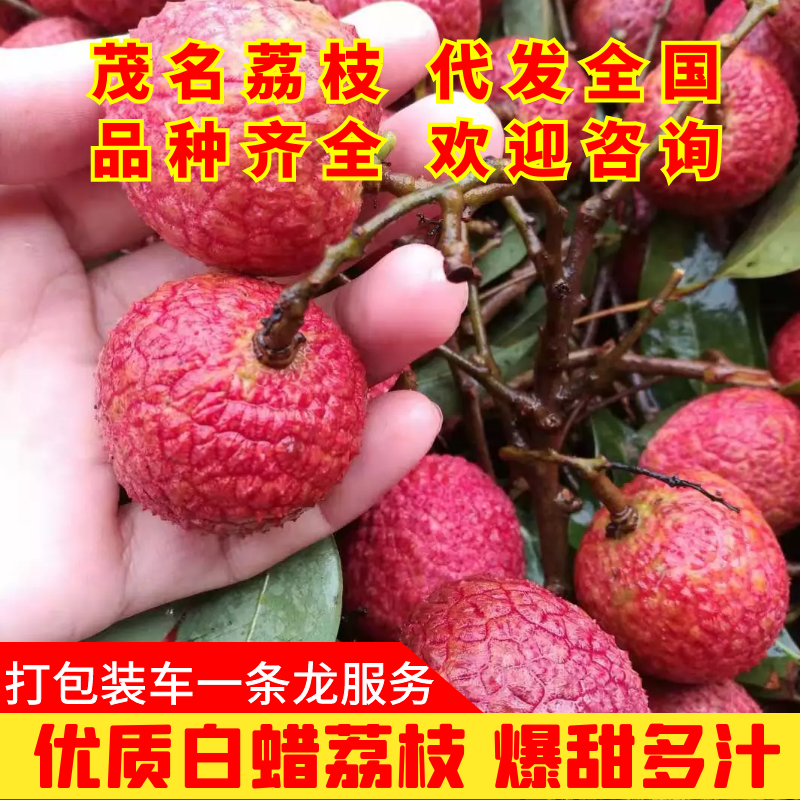 高州白蜡荔枝产地直销量大价优现摘现发（包上车）