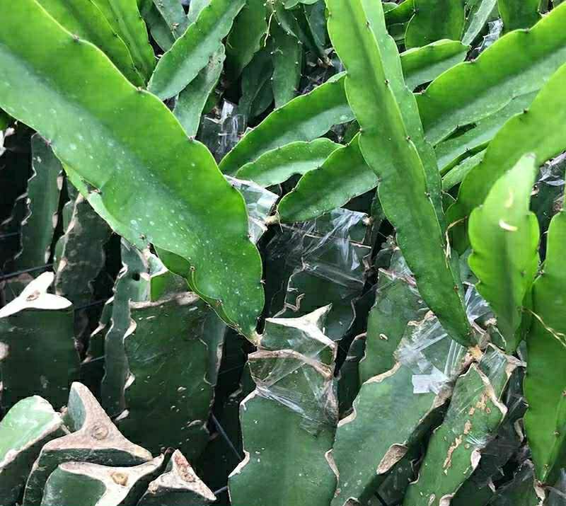 无刺黄龙火龙果苗黄皮火龙果苗全程技术指导包邮包售