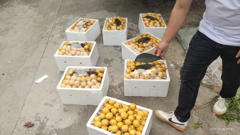 水果白沙枇杷