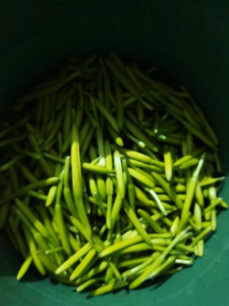 黄花菜