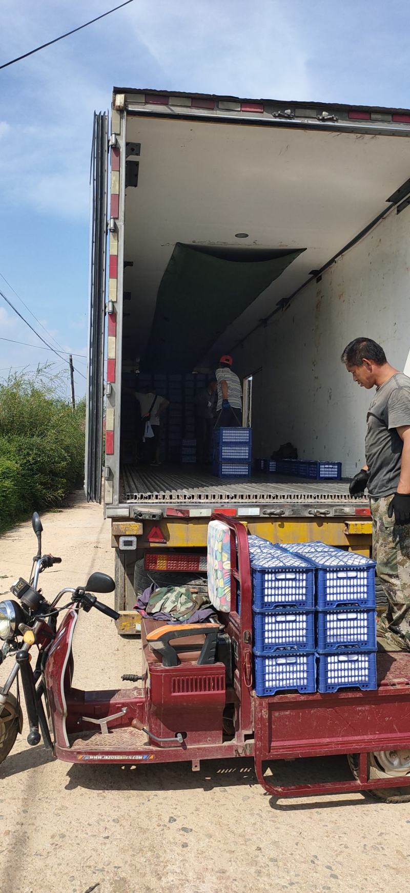 精品龙丰果上市中产区直供主产区货源充足