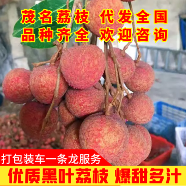 （高州黑叶荔枝）产地直销量大价格优现摘现发