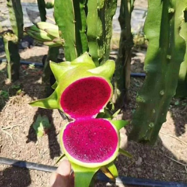 青皮红心火龙果青皮红肉新品嫁接口感好欢迎订购