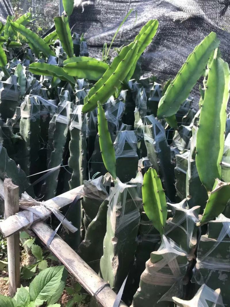 青皮红心火龙果青皮红肉新品嫁接口感好欢迎订购