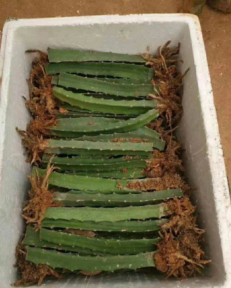 青皮红心火龙果青皮红肉新品嫁接口感好欢迎订购