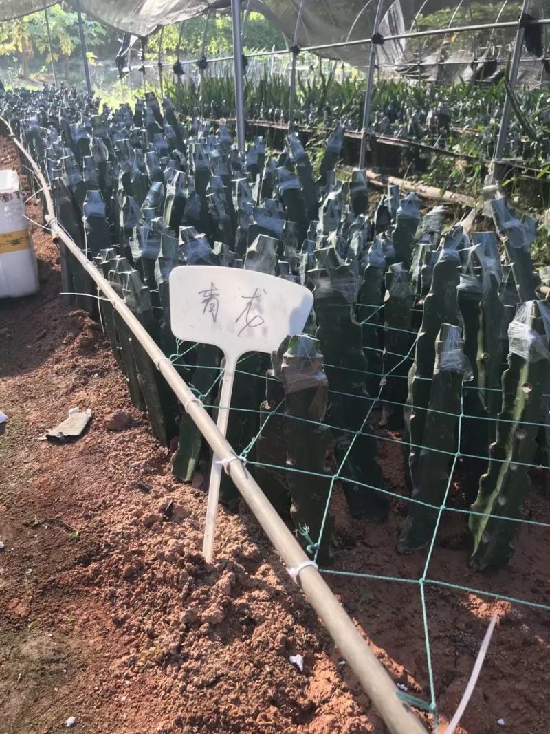 青皮红心火龙果青皮红肉新品嫁接口感好欢迎订购