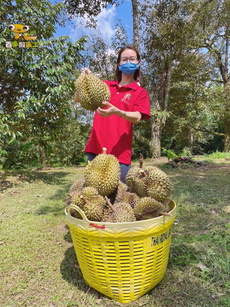 泰国红沙土金枕2022年第一批
