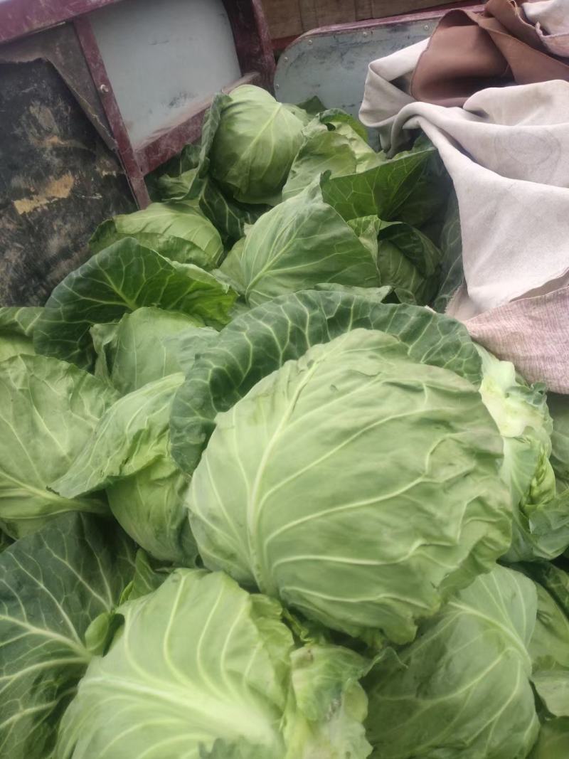 甘蓝，绿甘蓝，圆包菜1.5～3斤，产地供应直发