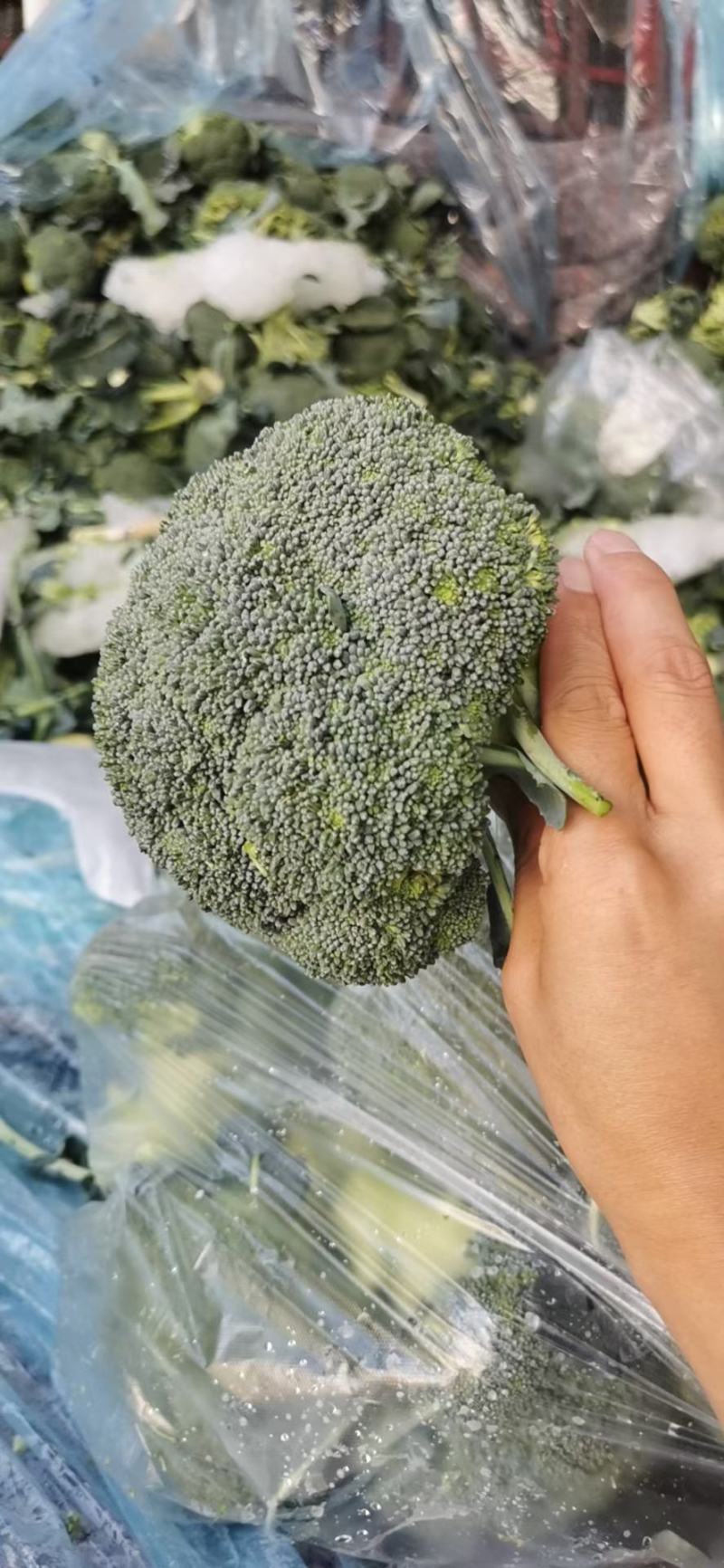 西兰花上市，根小。小米粒，产地供应，价格从优