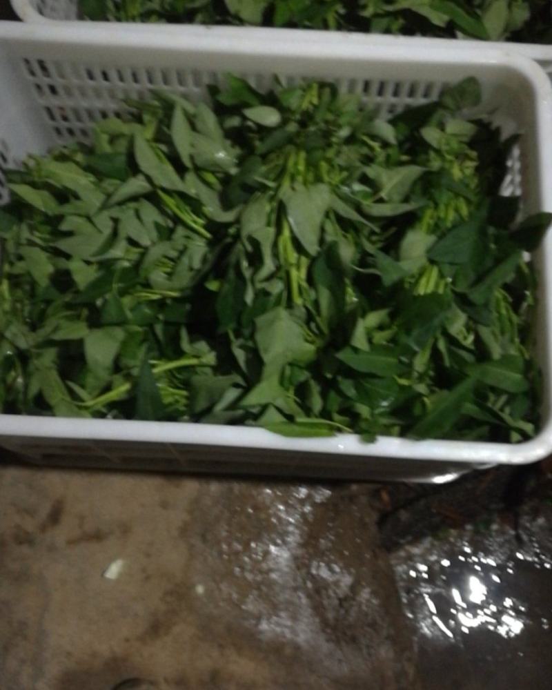 自家种空心菜是在土里长的不是水里的味道清脆
