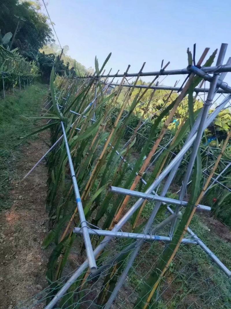 新品种红皮燕窝火龙果当年种植当年挂果欢迎订购