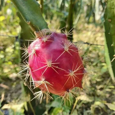 新品种红皮燕窝火龙果当年种植当年挂果欢迎订购
