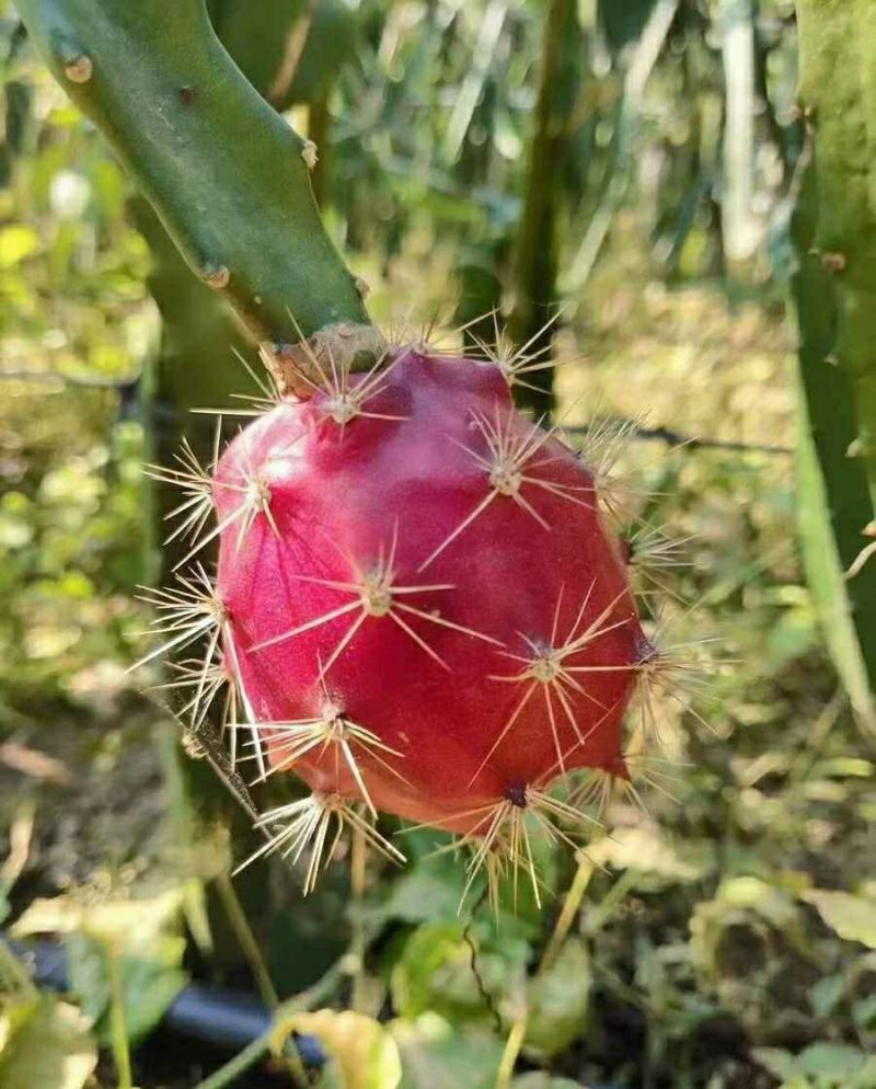 新品种红皮燕窝火龙果当年种植当年挂果欢迎订购