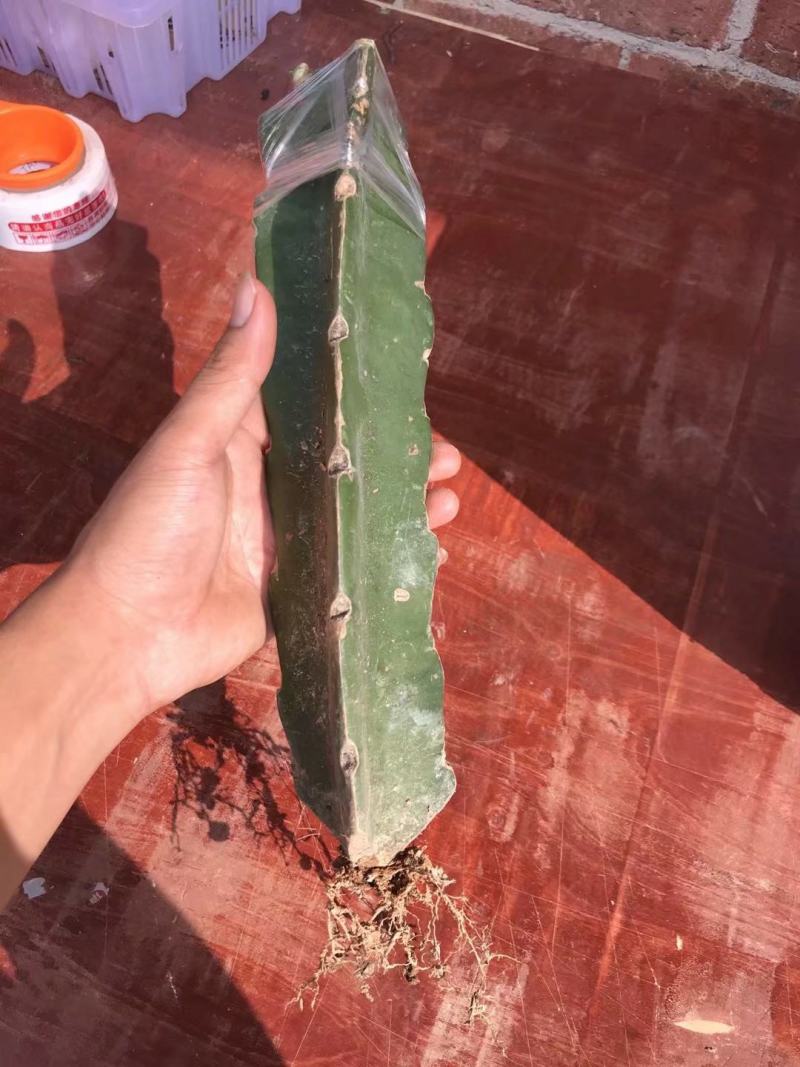 新品种红皮燕窝火龙果当年种植当年挂果欢迎订购