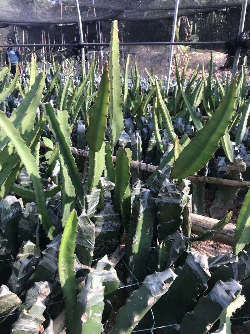 新品种红皮燕窝火龙果当年种植当年挂果欢迎订购