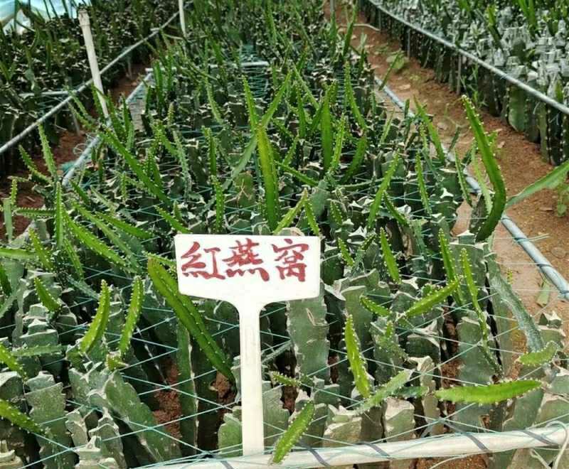 新品种红皮燕窝火龙果当年种植当年挂果欢迎订购