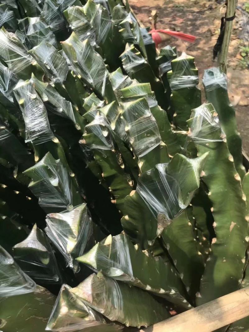 新品种红皮燕窝火龙果当年种植当年挂果欢迎订购